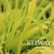 Attēlu rezultāti vaicājumam “Milium effusum leaf”