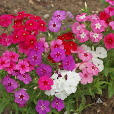 Image result for Phlox drummondii