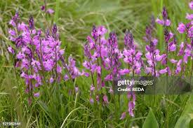 Attēlu rezultāti vaicājumam “Polygala comosa”