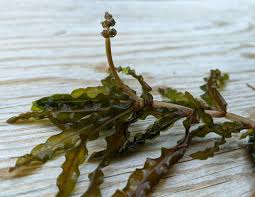 Attēlu rezultāti vaicājumam “Potamogeton compressus leaf”