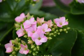 Image result for Kalanchoe blossfeldiana