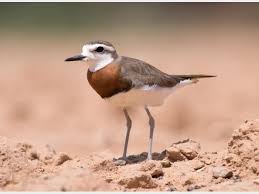 Image result for Charadrius asiaticus