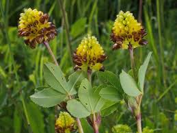 Attēlu rezultāti vaicājumam “Trifolium spadiceum flower”
