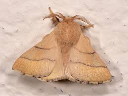 Attēlu rezultāti vaicājumam “Malacosoma neustria”