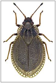 Attēlu rezultāti vaicājumam “Physatocheila smreczynskii”