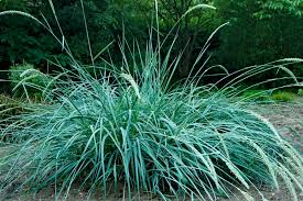 Attēlu rezultāti vaicājumam “Leymus arenarius”