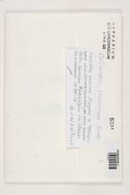 Attēlu rezultāti vaicājumam “Calliergon trifarium”