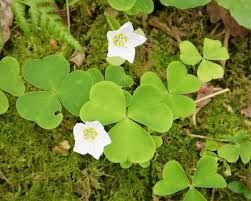 Attēlu rezultāti vaicājumam “Oxalis acetosella”