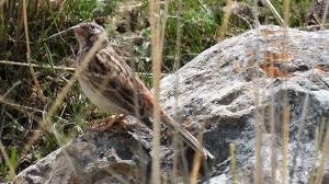 Image result for Emberiza leucocephalos