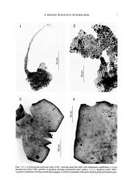 Attēlu rezultāti vaicājumam “Badhamiopsis macrospora”
