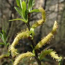 Attēlu rezultāti vaicājumam “Salix repens subsp. rosmarinifolia fruit”