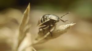 Attēlu rezultāti vaicājumam “Eurygaster testudinaria nymph”