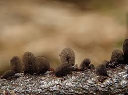 Attēlu rezultāti vaicājumam “Lamproderma pseudomaculatum macro”