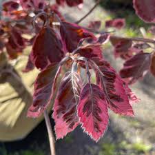 Attēlu rezultāti vaicājumam “Fagus sylvatica fo. purpurea fruit”