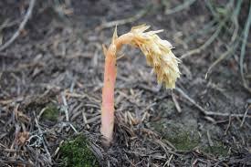 Attēlu rezultāti vaicājumam “Monotropa hypopitys fruit”