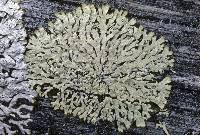 Attēlu rezultāti vaicājumam “Parmeliopsis ambigua”