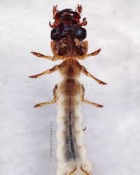 Attēlu rezultāti vaicājumam “Hadula trifolii larva”