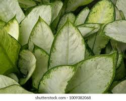 Image result for Leaves Green Bowmen