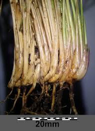 Attēlu rezultāti vaicājumam “Nardus stricta fruit”