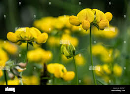 Attēlu rezultāti vaicājumam “Lathyrus pratensis leaf”