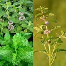 Attēlu rezultāti vaicājumam “Mentha arvensis”