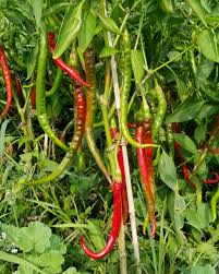 Afbeeldingsresultaat voor joe long cayenne hot pepper