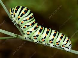 Attēlu rezultāti vaicājumam “Papilio machaon larva”