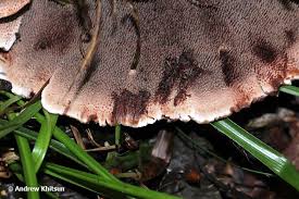 Attēlu rezultāti vaicājumam “Phellodon niger”