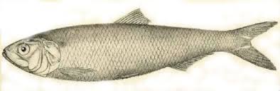 Image result for Alosa alabamae