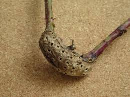 Attēlu rezultāti vaicājumam “Diastrophus rubi”