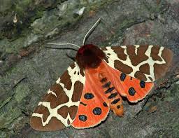 Attēlu rezultāti vaicājumam “Arctia caja imago”