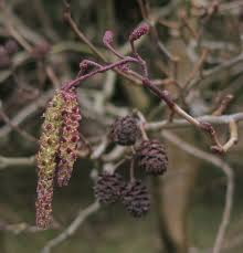 Attēlu rezultāti vaicājumam “Alnus glutinosa flower”