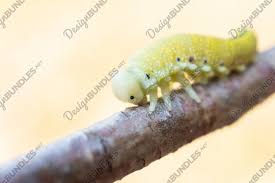 Attēlu rezultāti vaicājumam “Cimbex femoratus”