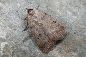 Attēlu rezultāti vaicājumam “Lygephila viciae”