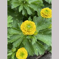 Attēlu rezultāti vaicājumam “Ranunculus repens flower”