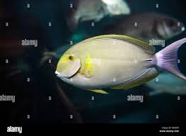 Image result for Acanthurus xanthopterus