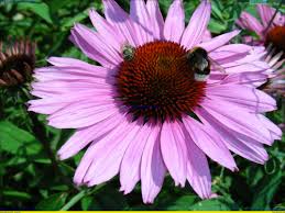 Image result for roter Sonnenhut