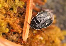 Attēlu rezultāti vaicājumam “Adomerus biguttatus”