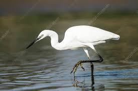 Attēlu rezultāti vaicājumam “Egretta garzetta”