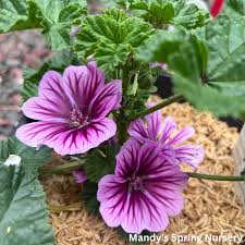 Image result for Malva sylvestris