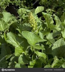 Attēlu rezultāti vaicājumam “Chenopodium bonus-henricus”