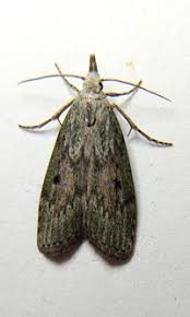 Attēlu rezultāti vaicājumam “Aphomia sociella female”