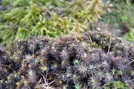 Attēlu rezultāti vaicājumam “Cirriphyllum piliferum sporophyte”