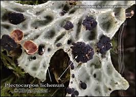 Attēlu rezultāti vaicājumam “Plectocarpon lichenum”