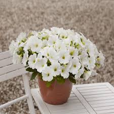 Image result for Petunia hybrida