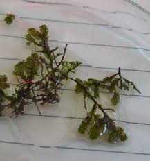 Attēlu rezultāti vaicājumam “Porella cordaeana”