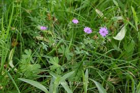 Attēlu rezultāti vaicājumam “Geranium pyrenaicum”