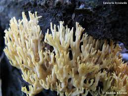 Attēlu rezultāti vaicājumam “Lentaria”