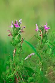 Attēlu rezultāti vaicājumam “Pedicularis palustris flower”