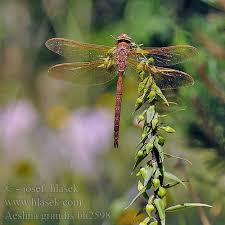 Attēlu rezultāti vaicājumam “Aeshna grandis”